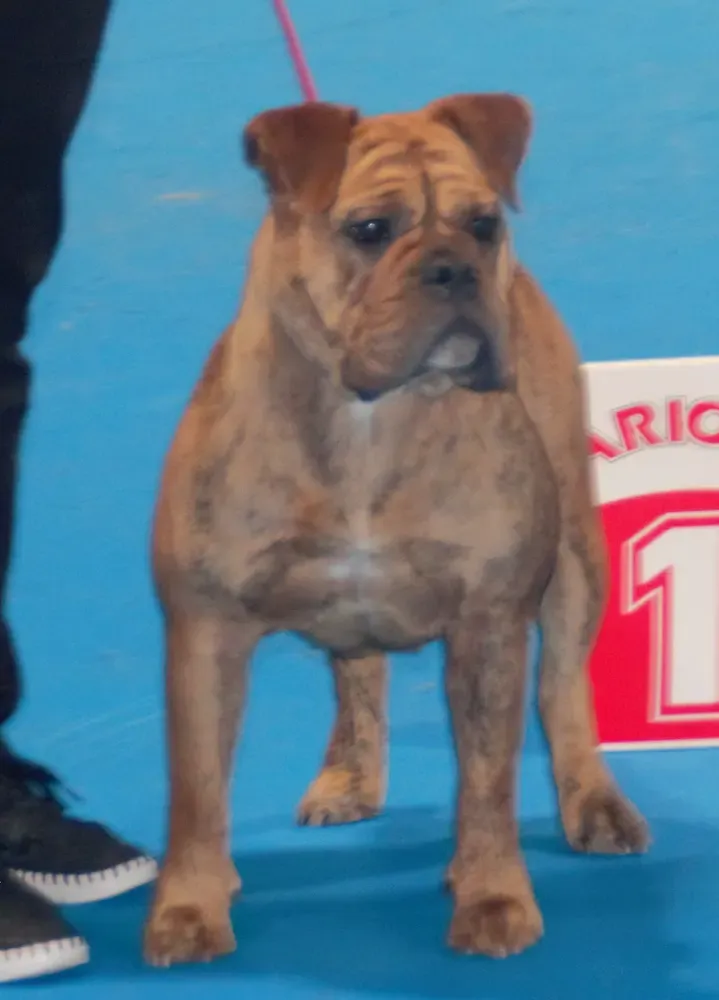 Bulldog continental: foto 1