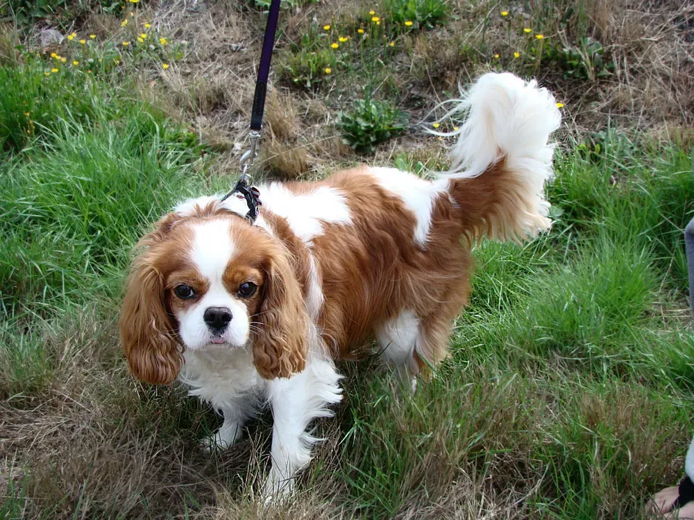 Cavalier King Charles spaniel: foto 1