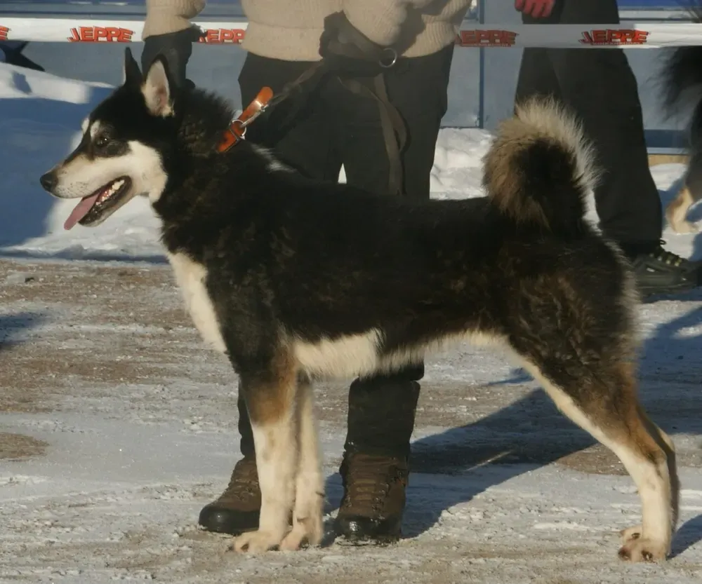 Laika de Siberia oriental: foto 1