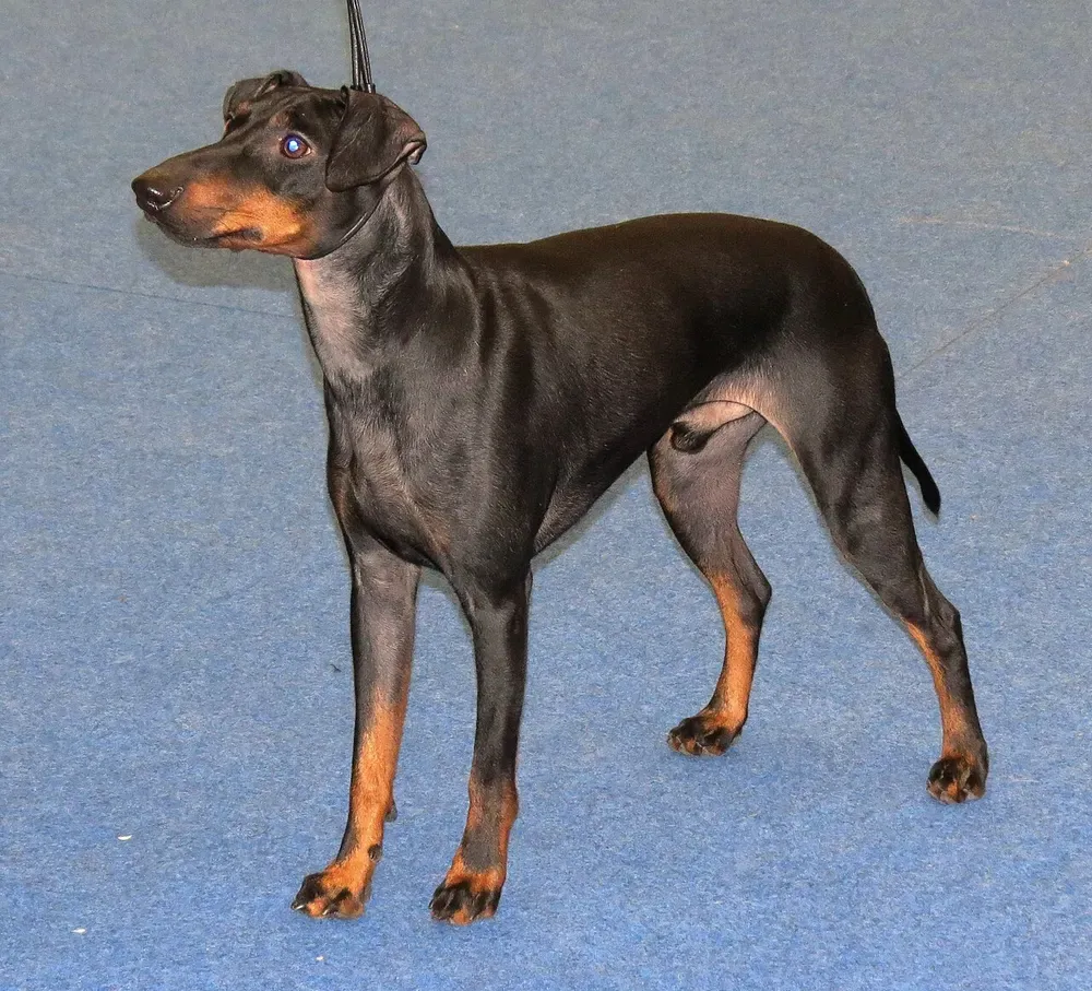 Manchester terrier: foto 1