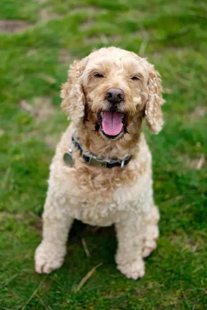 Cockapoo: foto 1