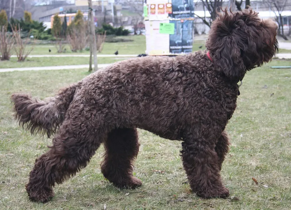 Barbet: foto 1