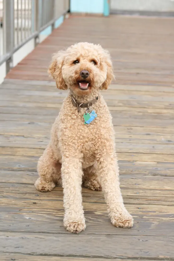 Labradoodle: foto 1