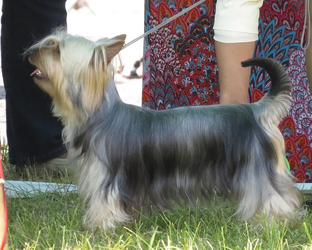 Silky terrier australiano: foto 1