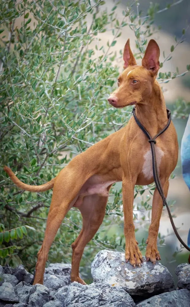 Cirneco del Etna: foto 1
