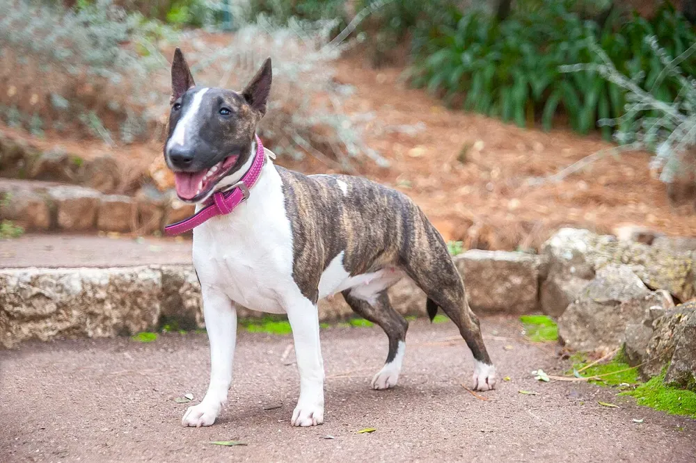 Bull terrier miniatura: foto 1