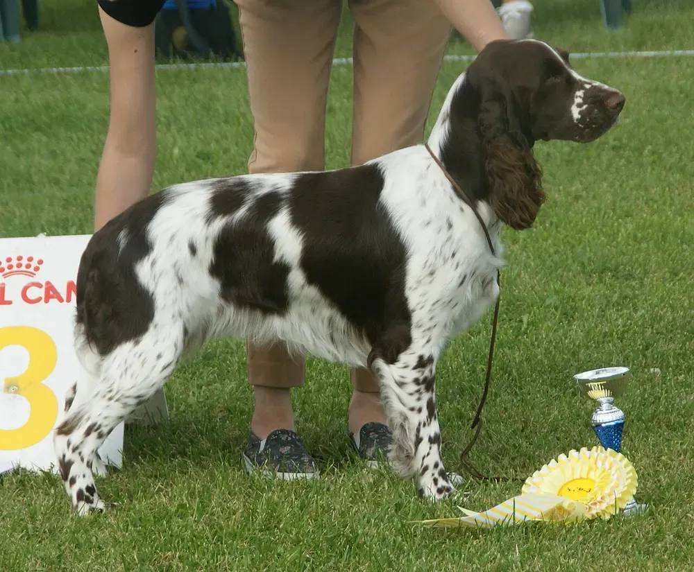 Springer spaniel inglés: foto 1