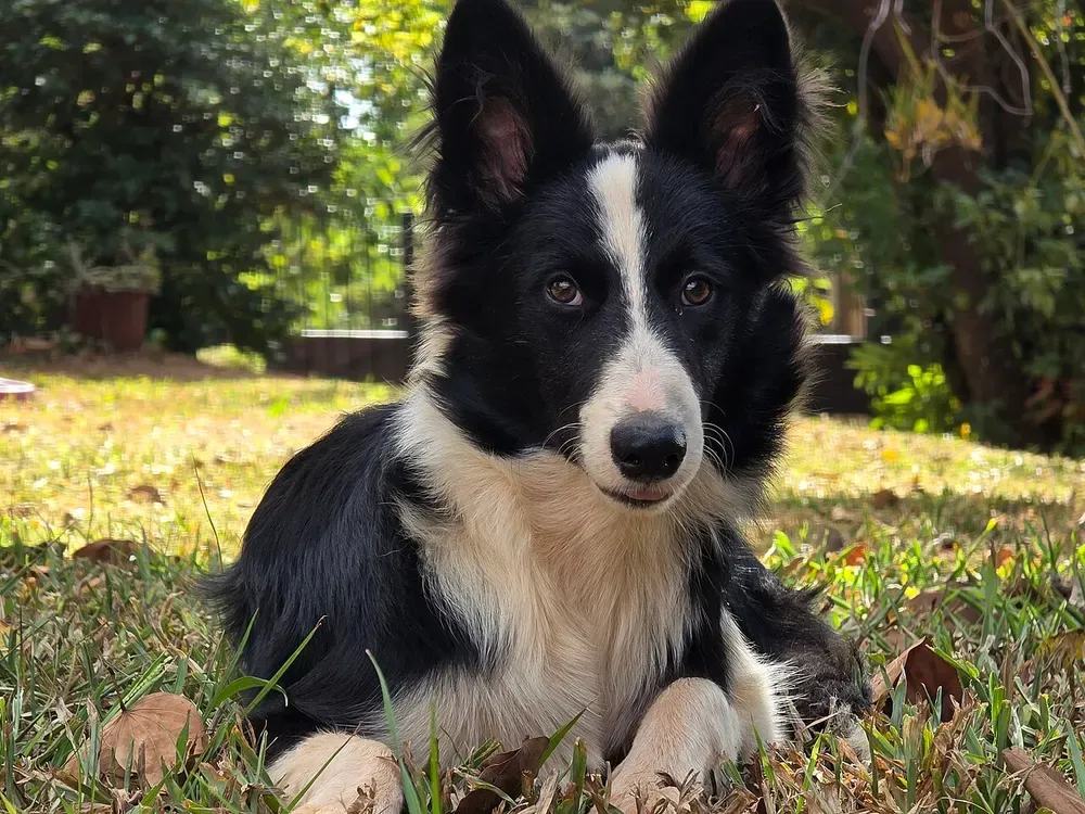 Border collie: foto 1