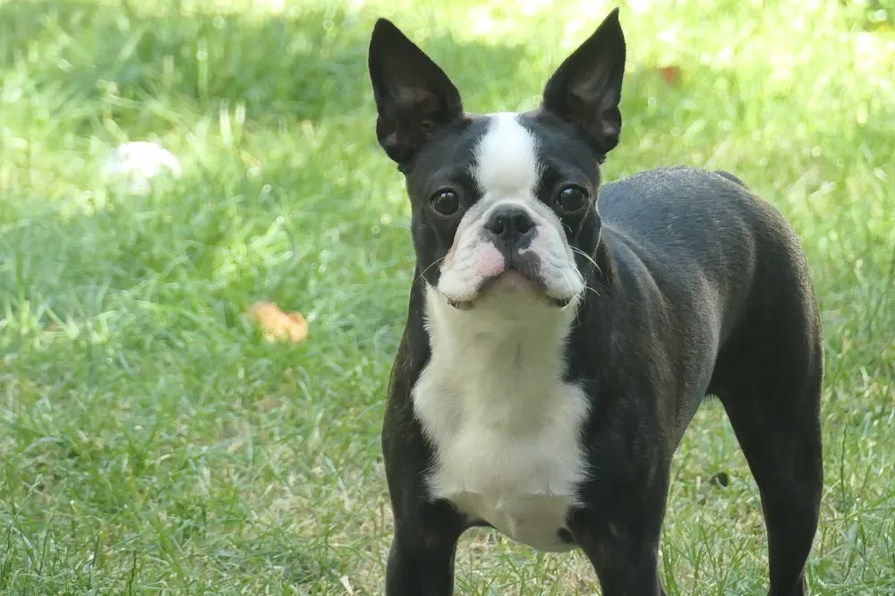 Boston terrier: foto 1