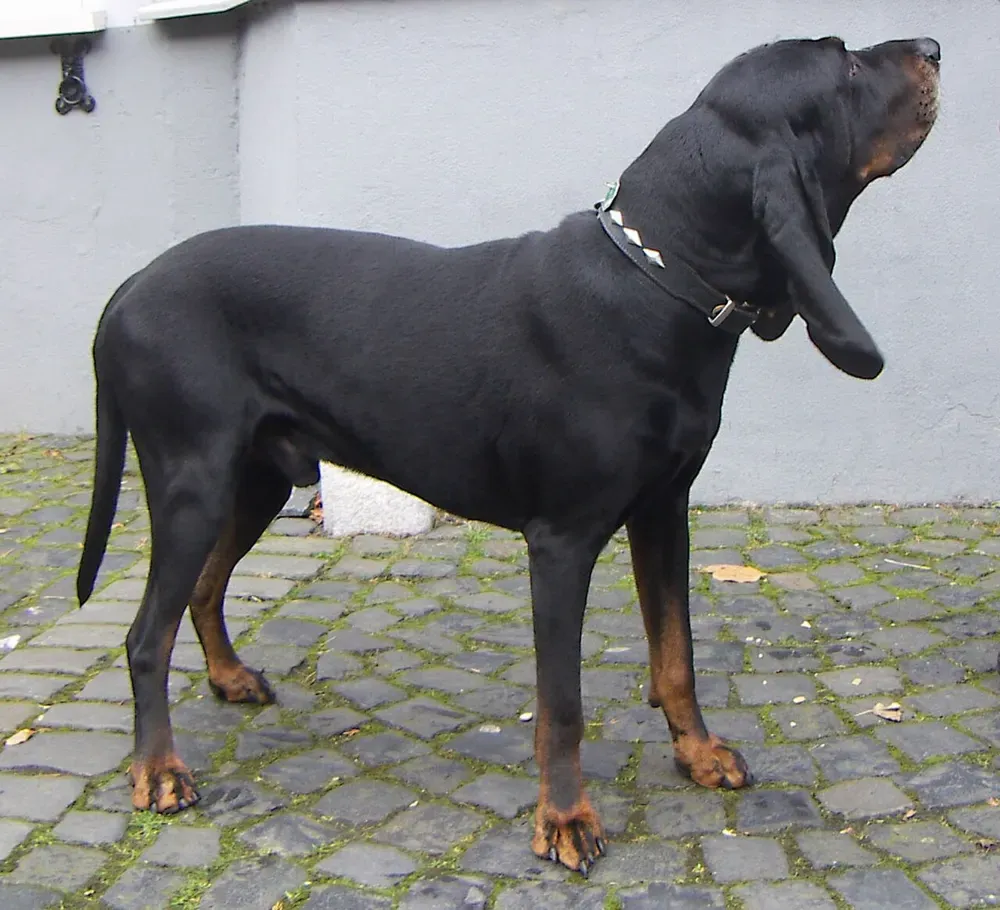 Coonhound negro y fuego: foto 1