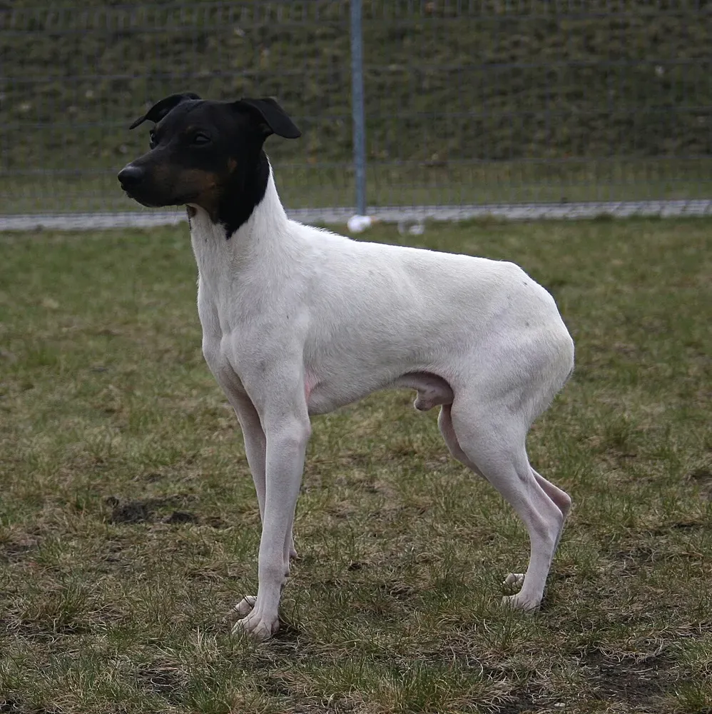 Terrier japonés: foto 1