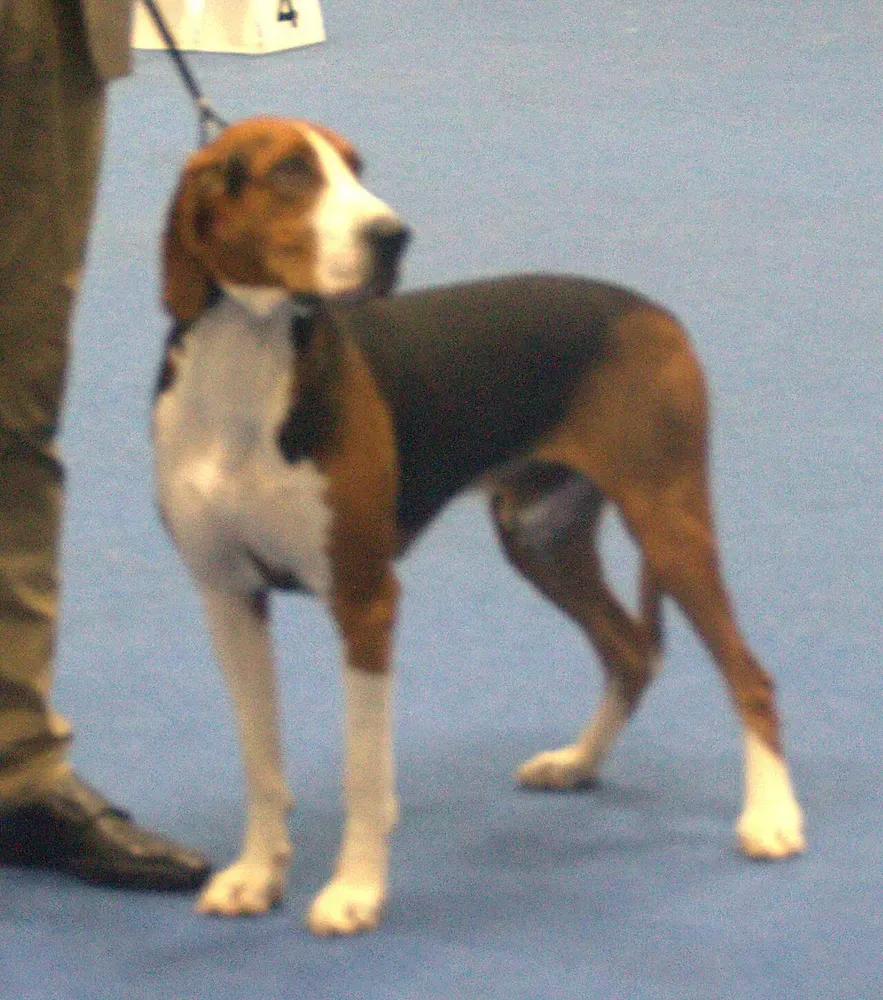 Sabueso de Hamilton: foto 1