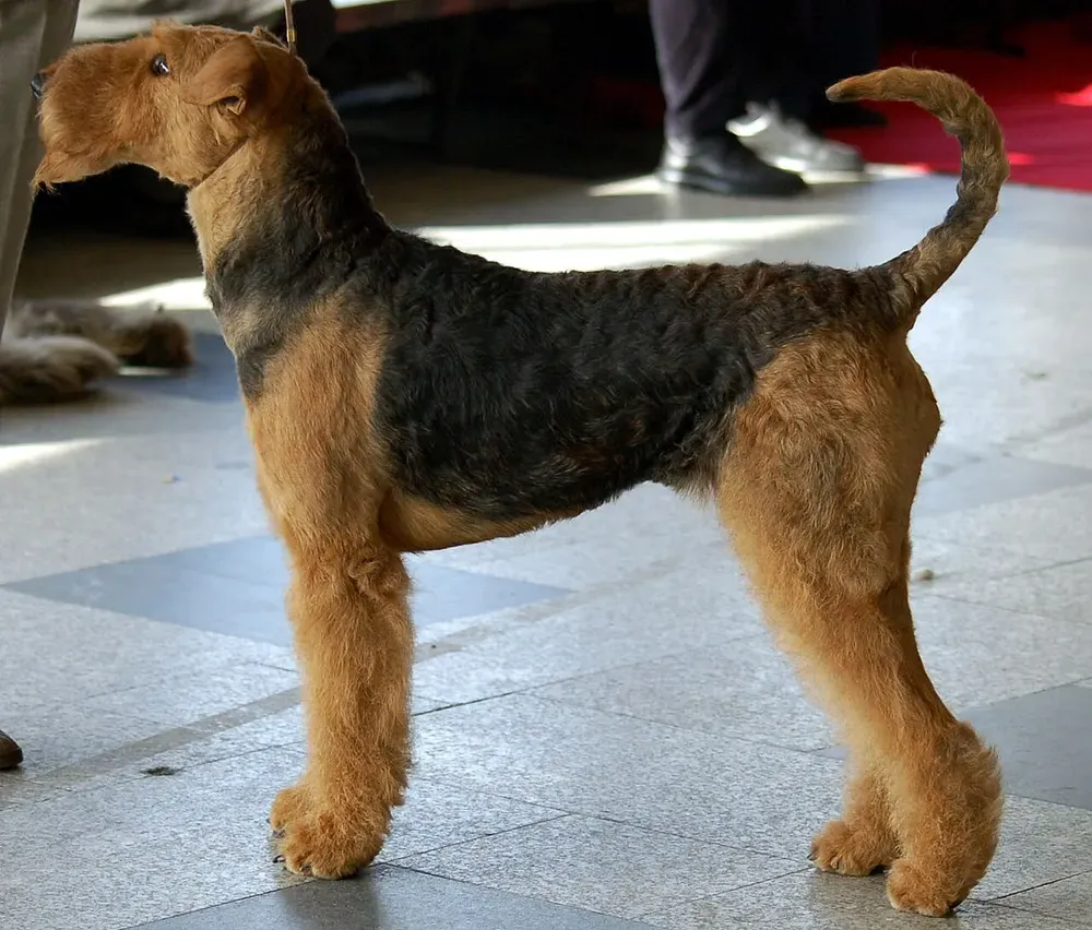 Airedale terrier: foto 1