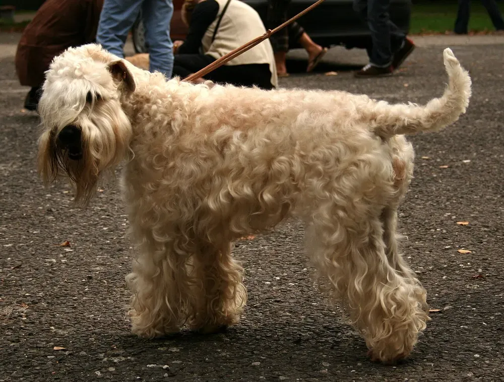 Terrier irlandés de pelo suave (Wheaten): foto 1