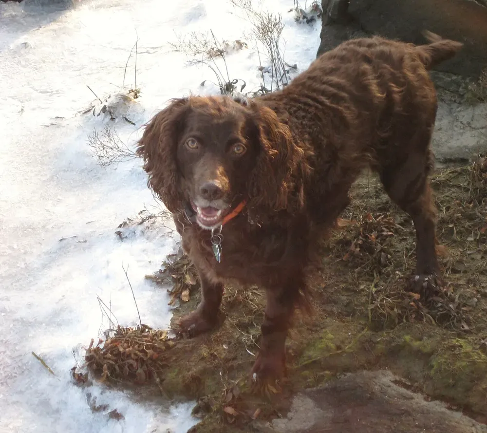 Boykin Spaniel: foto 1