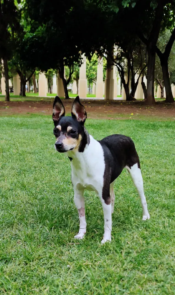 Ratonero valenciano: foto 1