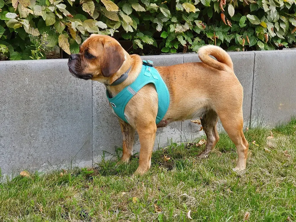 Puggle: foto 1
