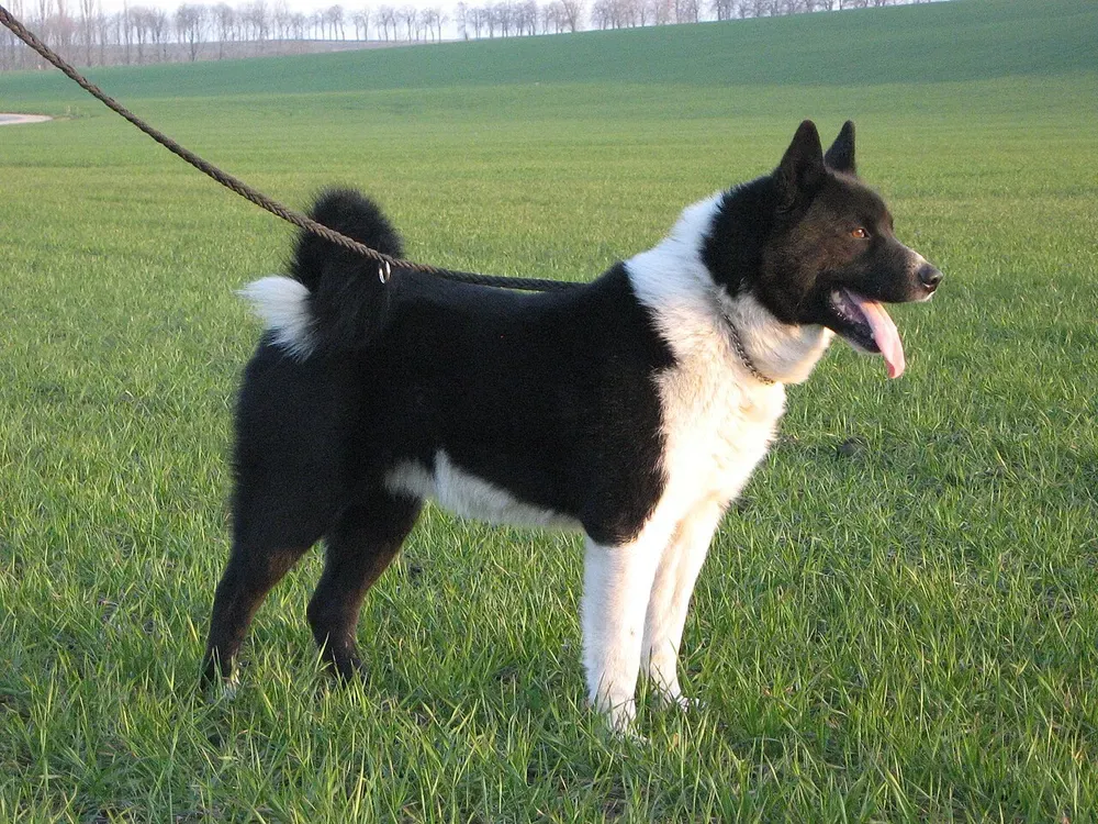 Perro de osos de Carelia: foto 1