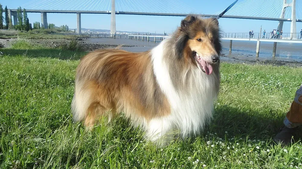 Collie de pelo largo: foto 1