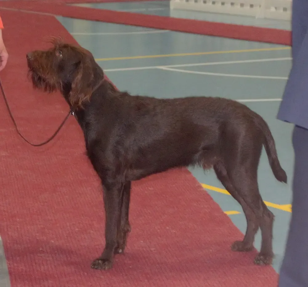 Pudelpointer: foto 1