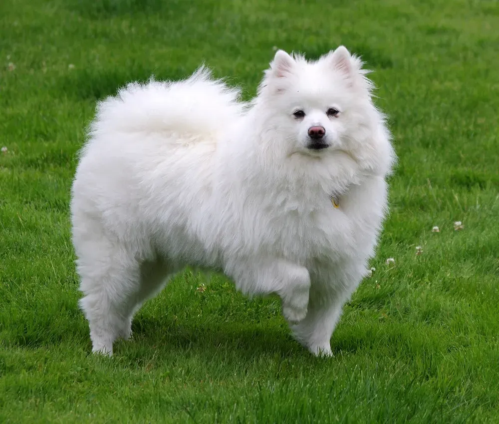 American Eskimo Dog: foto 1
