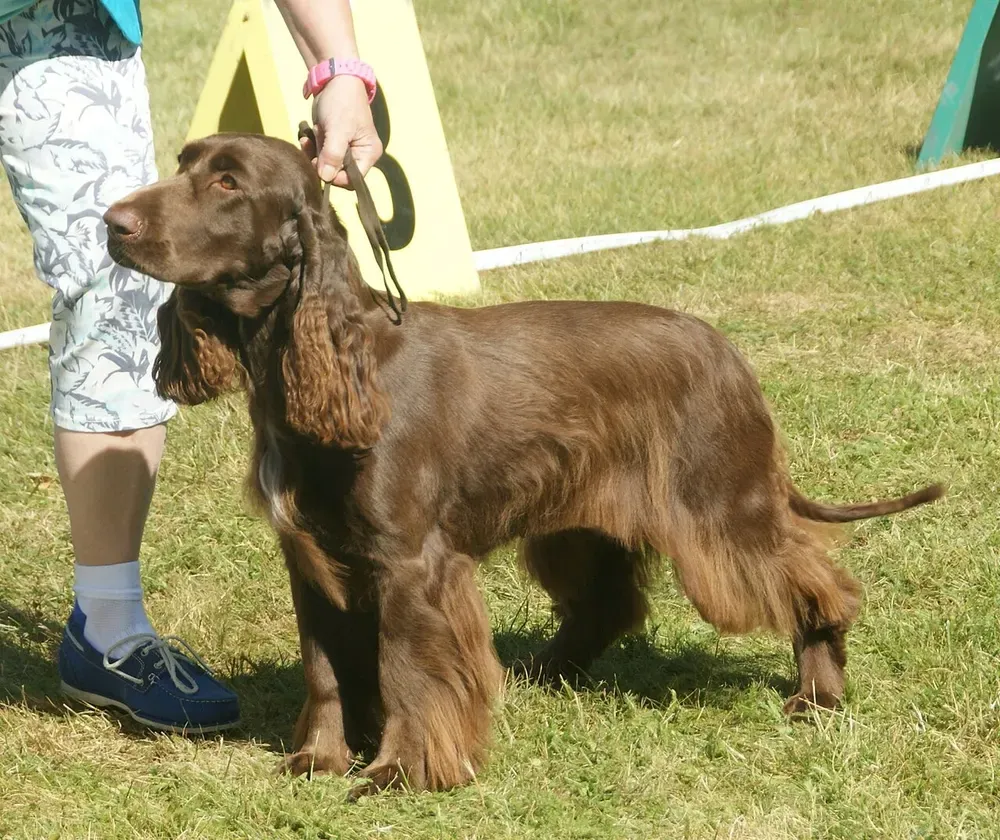 Field spaniel: foto 1