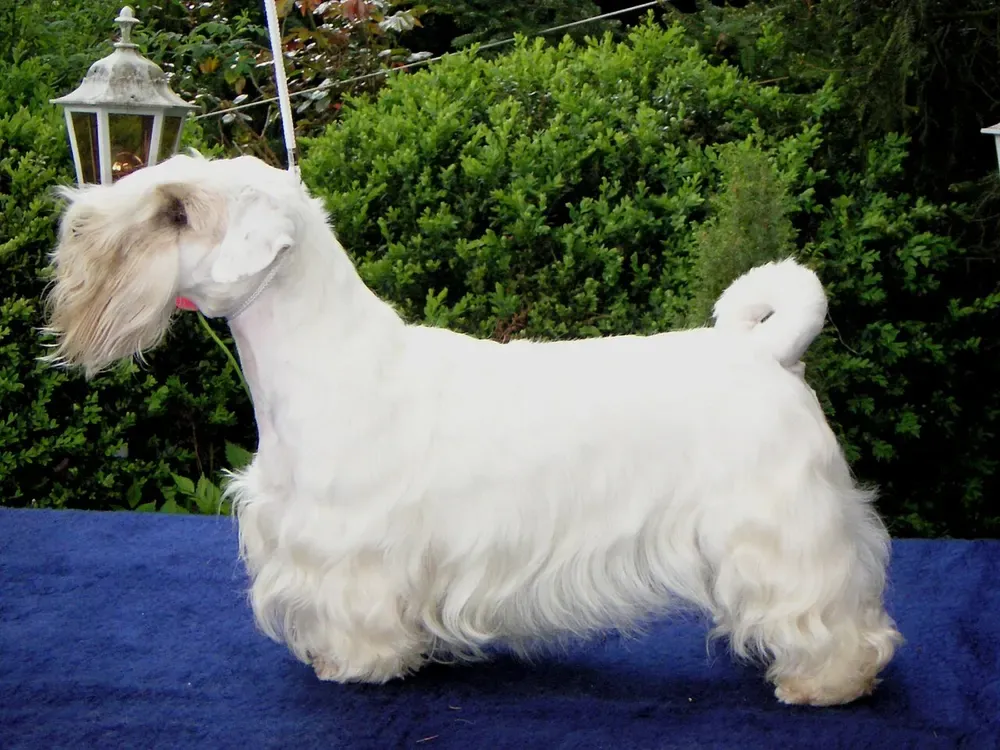 Sealyham terrier: foto 1