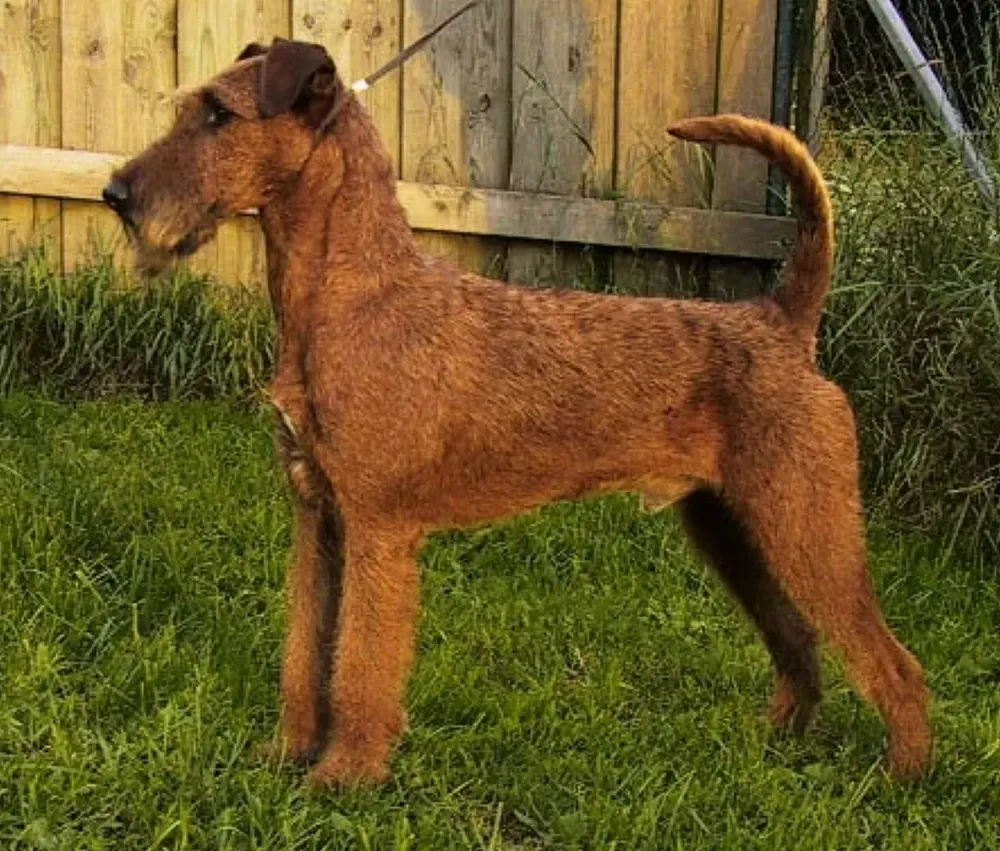 Terrier irlandés: foto 1