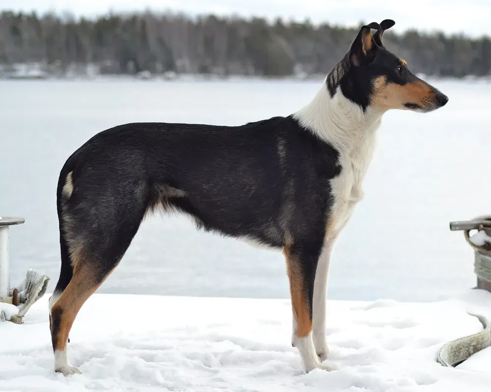 Collie de pelo corto: foto 1