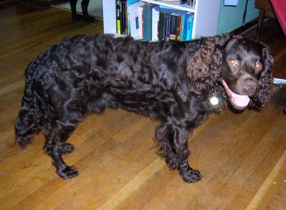 Spaniel de agua americano: foto 1