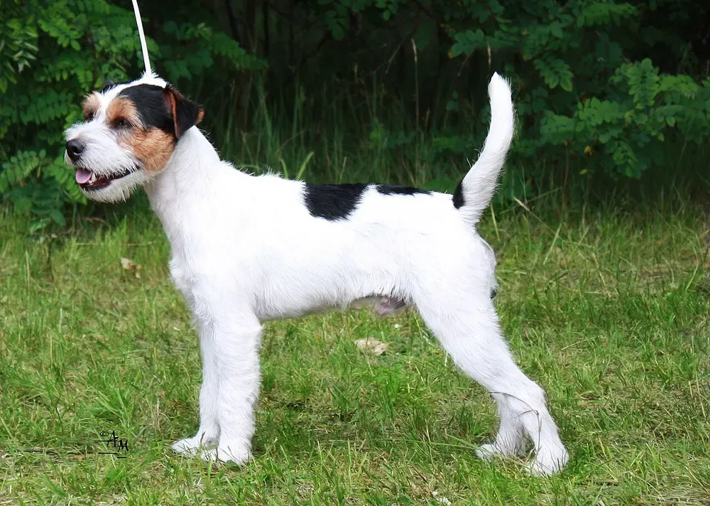Parson Russell terrier: foto 1