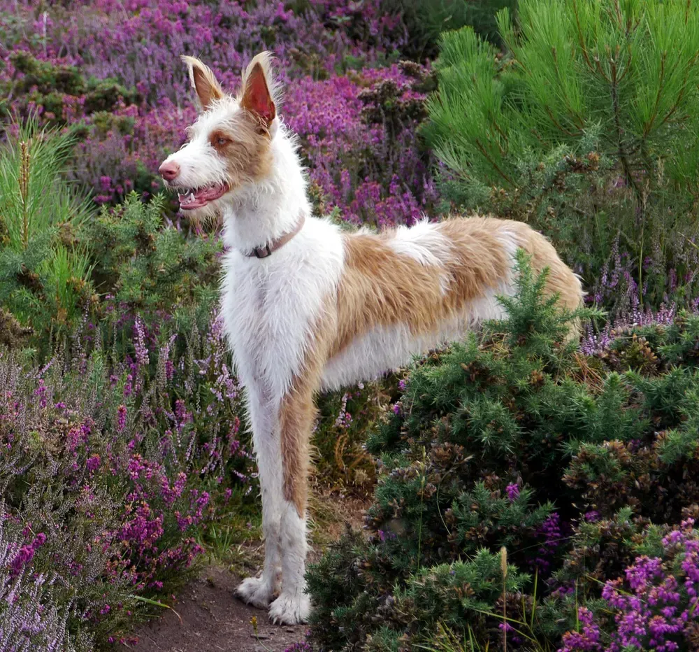 Podenco ibicenco: foto 1
