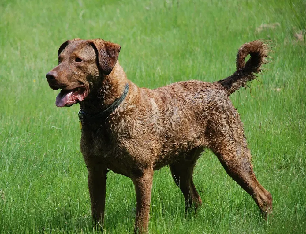 Chesapeake Bay retriever: foto 1