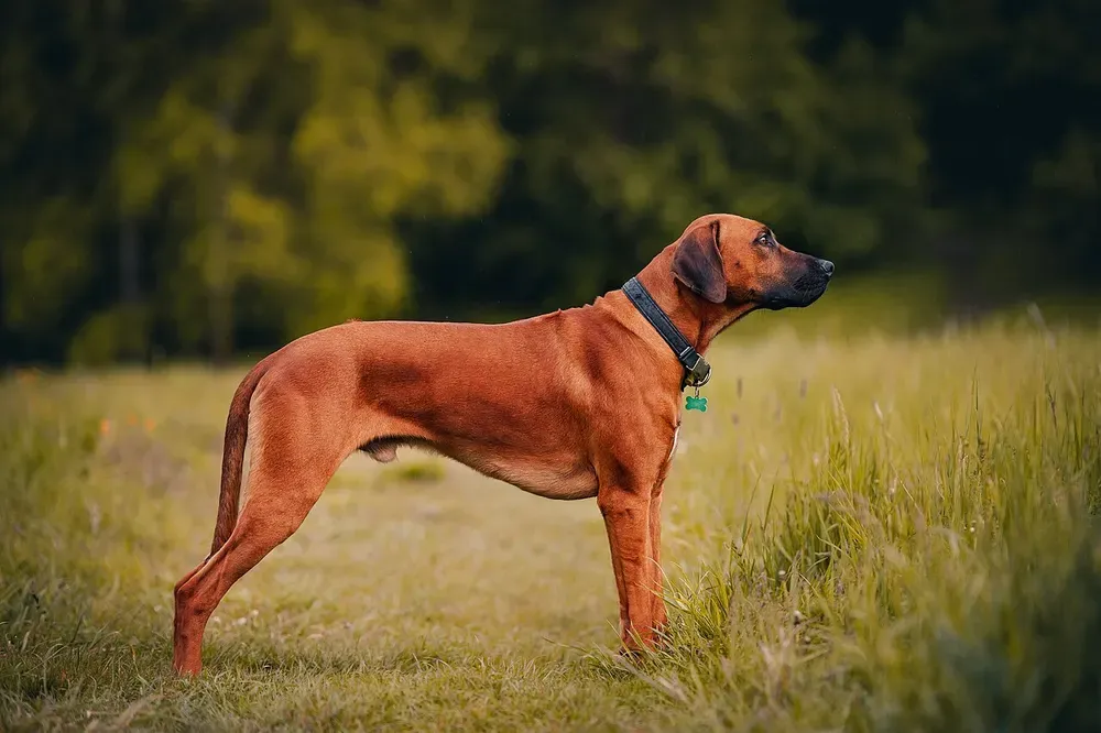 Rhodesian ridgeback: foto 1