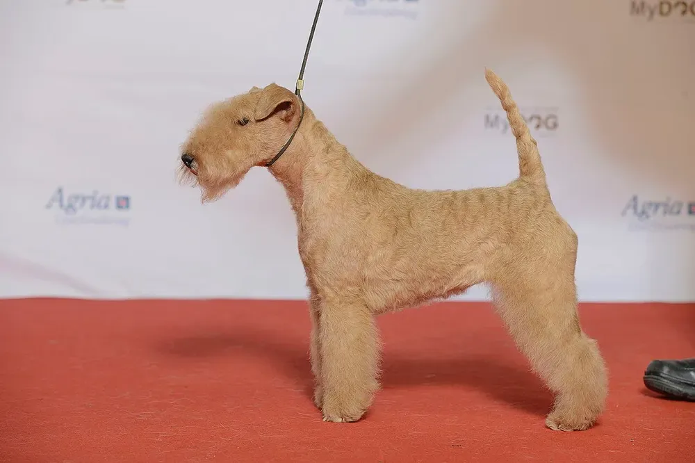 Lakeland terrier: foto 1