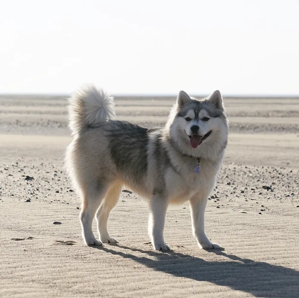 Pomsky: foto 1