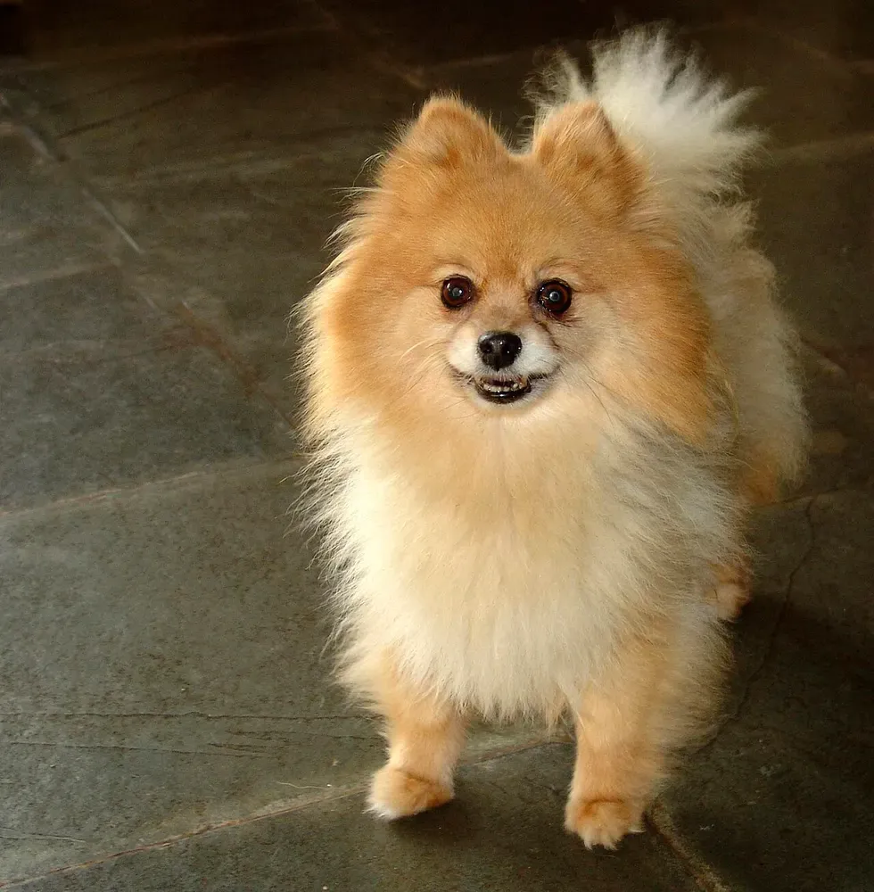Pomerania (Spitz enano): foto 1