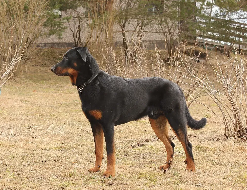 Pastor de Beauce (Beauceron): foto 1
