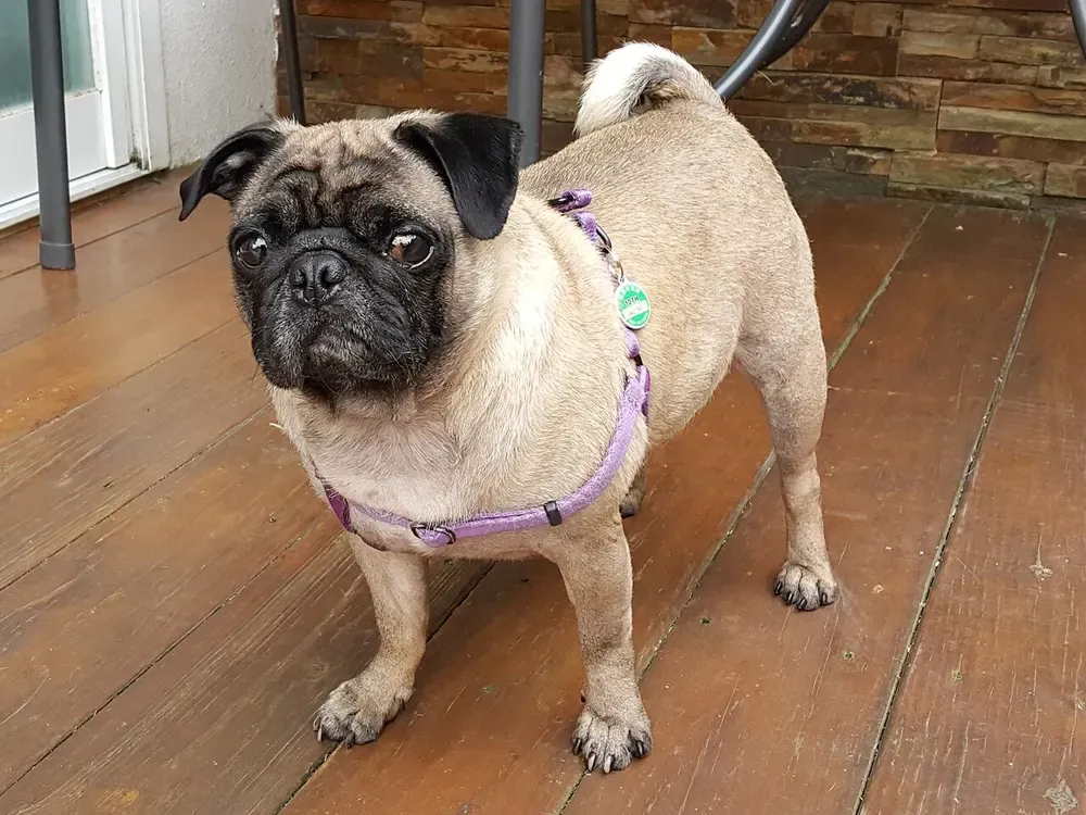 Carlino (pug): foto 1