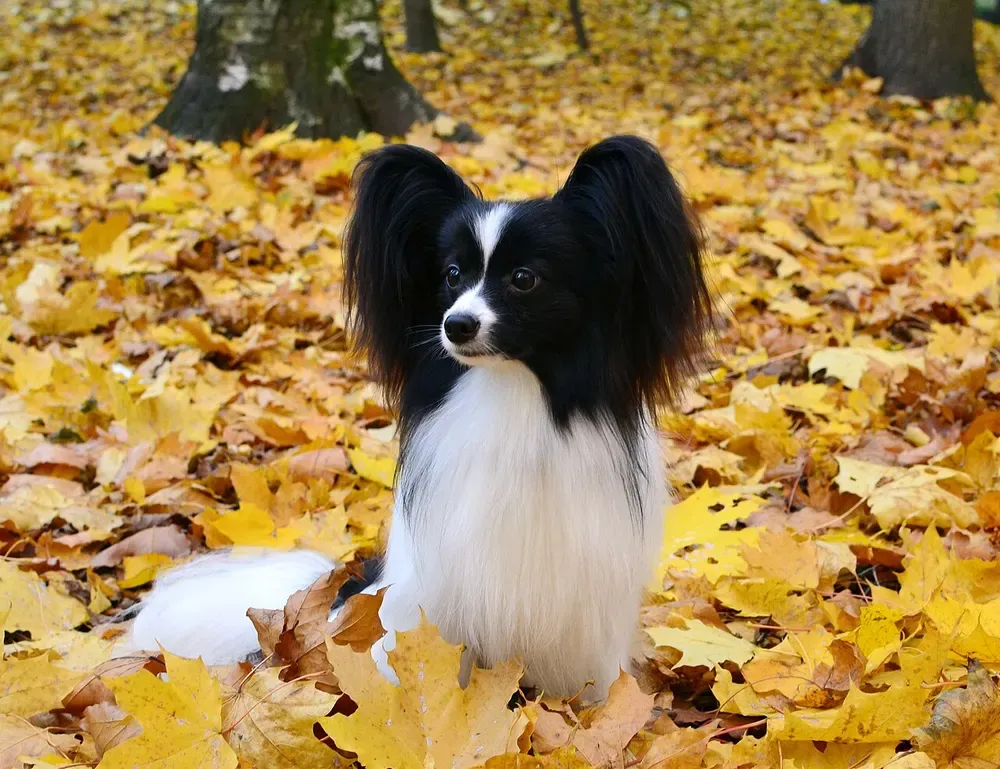 Spaniel enano continental (Papillón / Phalène): foto 1