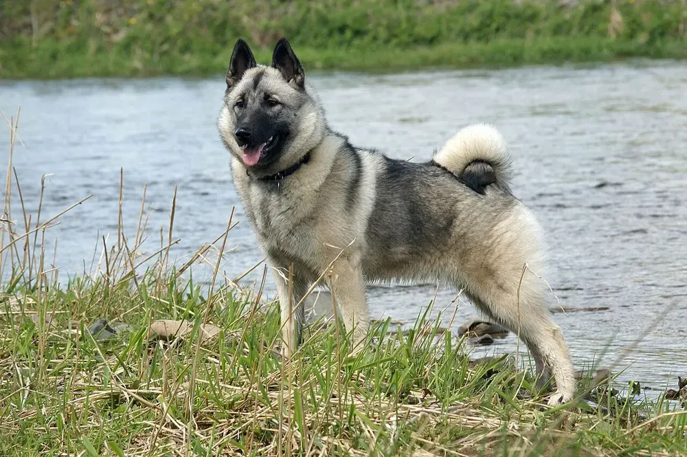 Cazador de alces noruego gris: foto 1