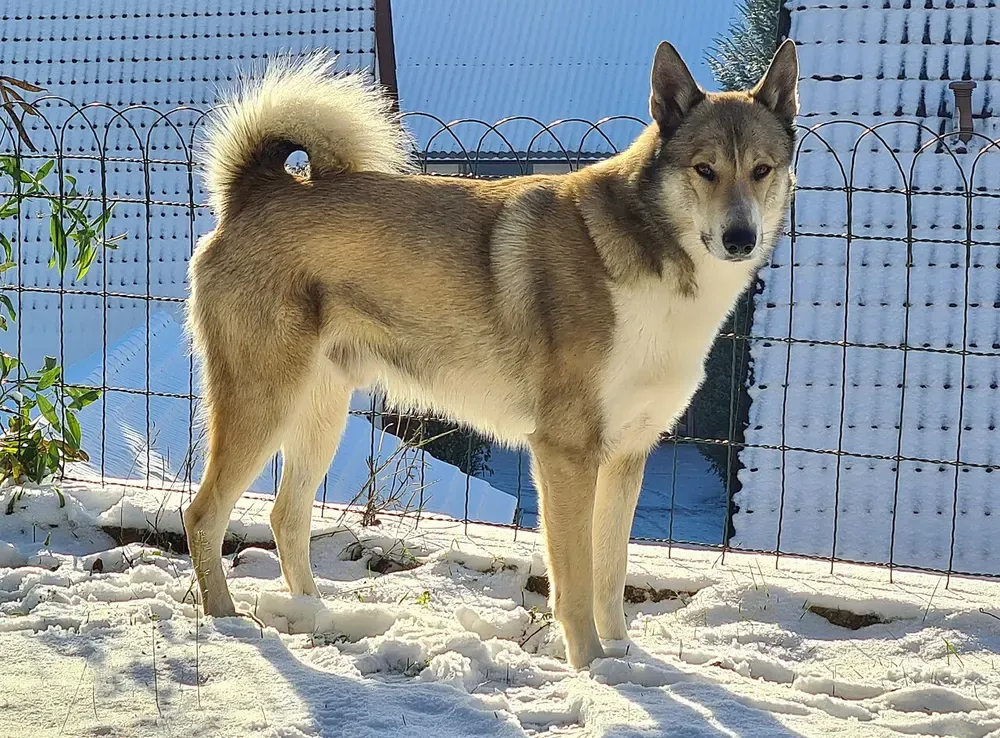 Laika de Siberia occidental: foto 1
