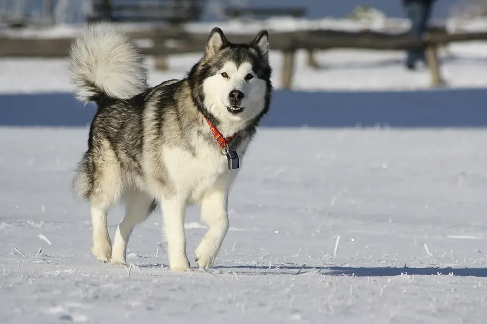 Alaskan malamute: foto 1