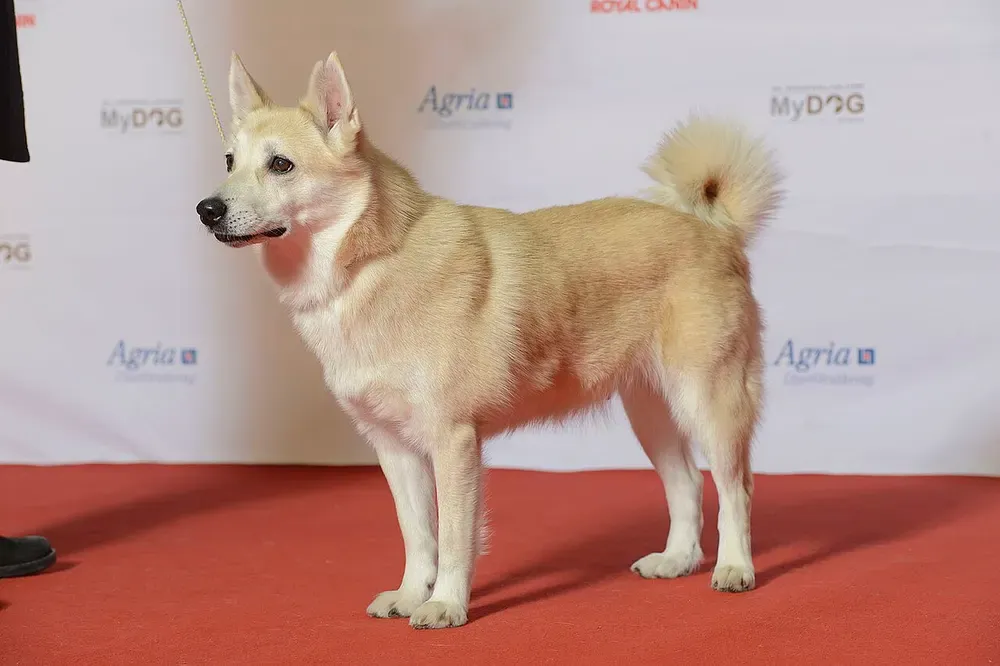 Buhund noruego: foto 1