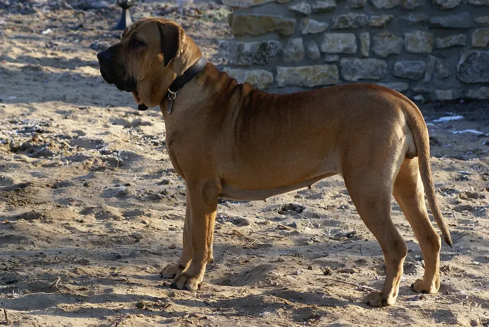Fila brasileño: foto 1