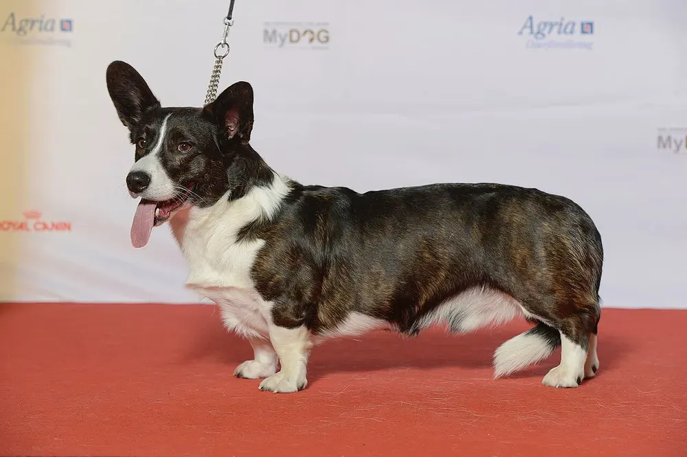 Corgi galés Cardigan: foto 1
