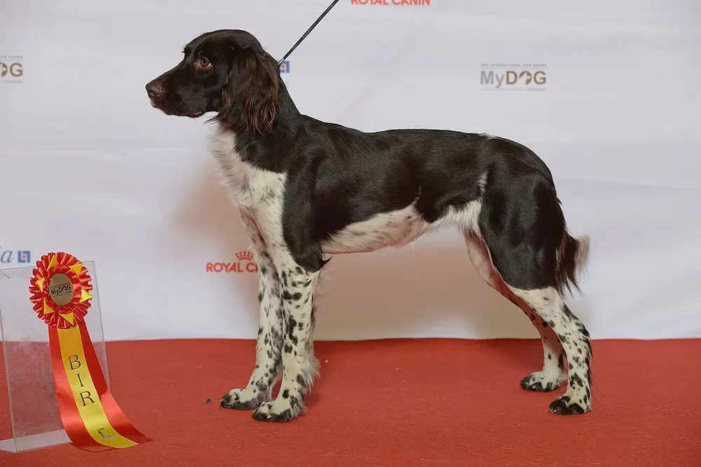 Pequeño Münsterländer: foto 1