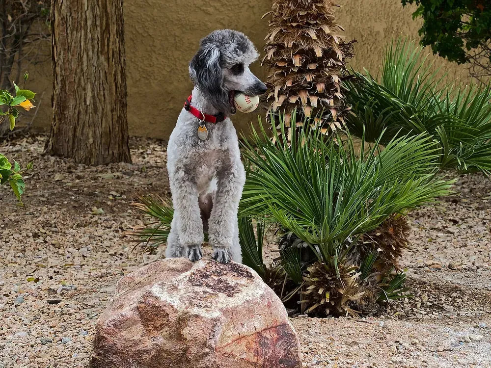 Caniche: foto 1