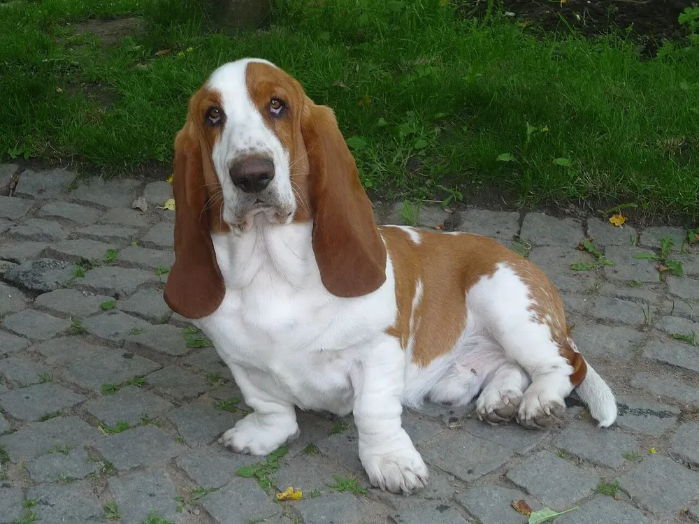 Basset hound: foto 1