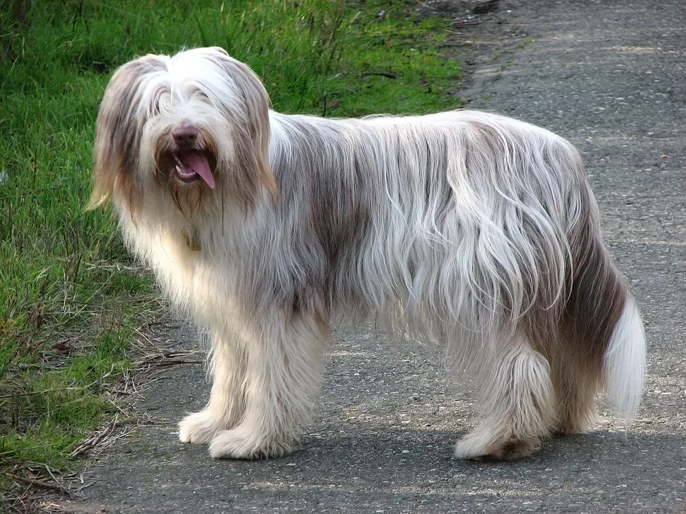 Bearded collie: foto 1